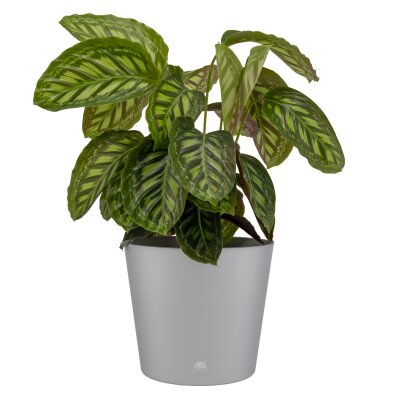 Flori Blumentopf Kunststoff matt genarbt