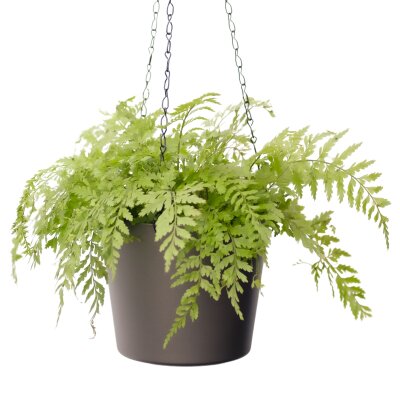 Flori Ampel Kunststoff