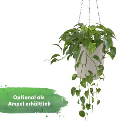 Classic Blumentopf Kunststoff matt genarbt