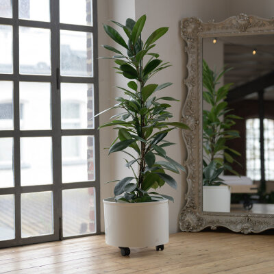 Corona Blumentopf Kunststoff rund 35/19 gl&auml;nzend